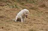 DOGUE ARGENTIN 243